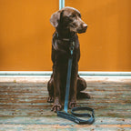 Black Waterproof Leash