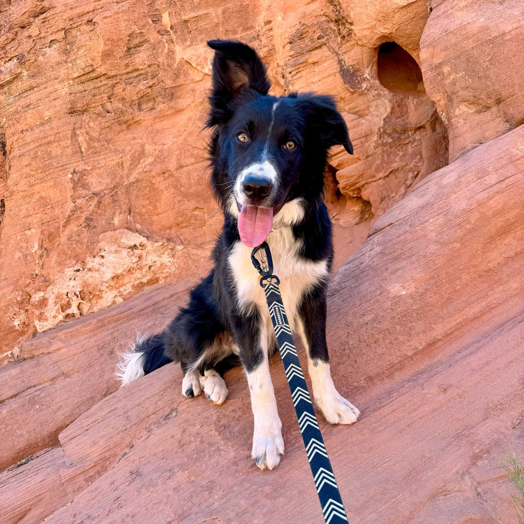 Orca Ultralight Leash