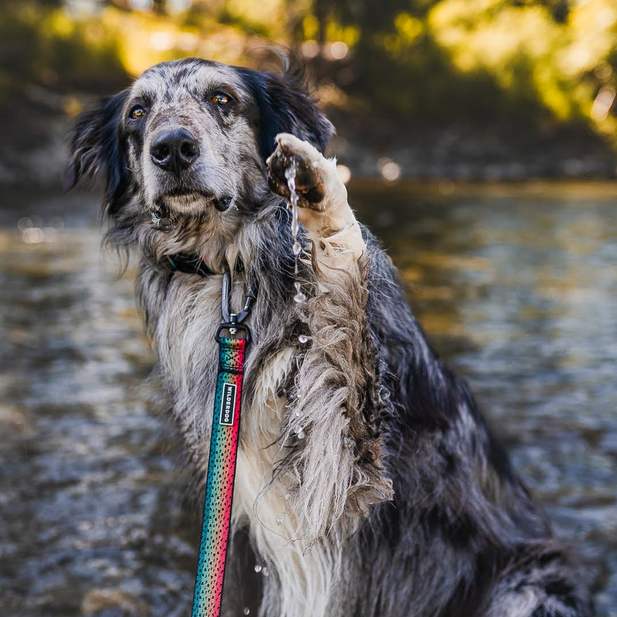 Trout Ultralight Leash