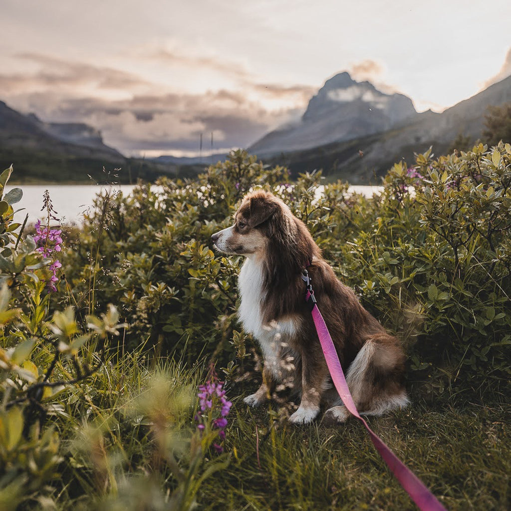 Plum Waterproof Leash